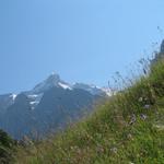 Blick hinauf zum Wetterhorn