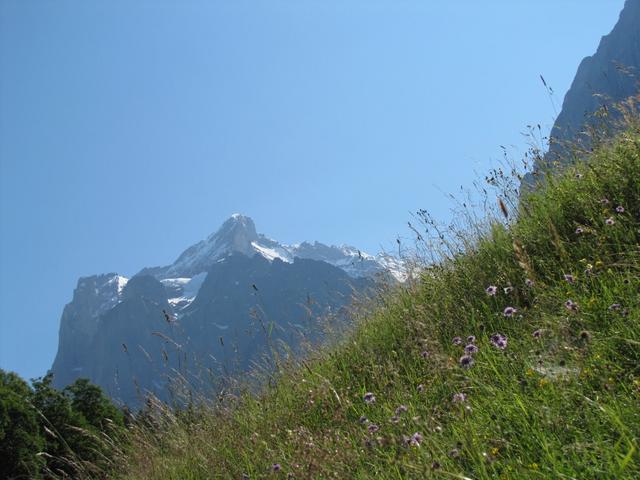 Blick hinauf zum Wetterhorn