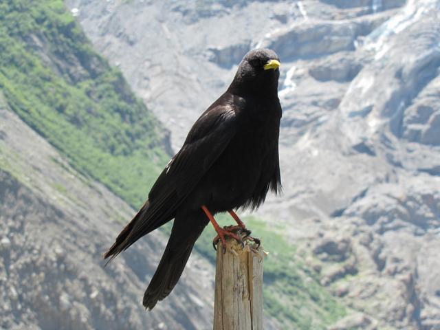 unsere treuen Begleiter in den Bergen. Die Bergdohle