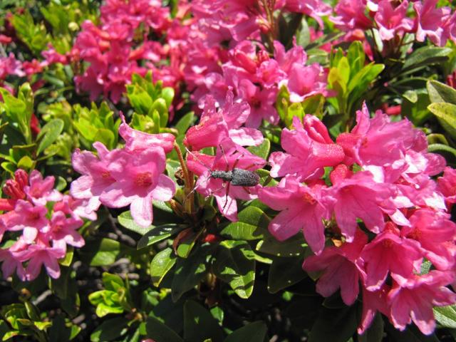 die rostblättrige Alpenrose begleitet uns auf den ganzen Weg