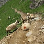 Schafe versperren uns den Weg