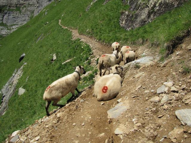 Schafe versperren uns den Weg