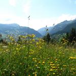 der Frühsommer in den Bergen...