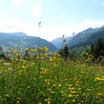 der Frühsommer in den Bergen...