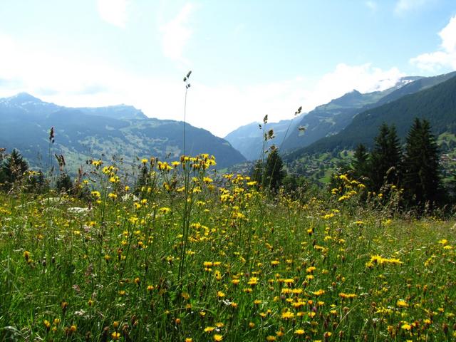 der Frühsommer in den Bergen...