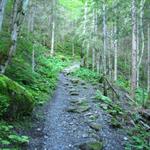 von der Gletscherschlucht führt der Weg nun direkt in den Wald am Fusse des Hörnli