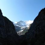 Blick durch das Tal vom Unteren Grindelwaldgletscher zum Fiescherhorn