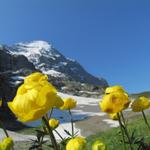 diese Blumen- und Farbenpracht nur während dem  Bergfrühling vorhanden