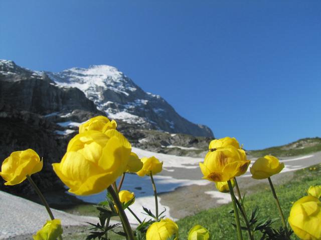 diese Blumen- und Farbenpracht nur während dem  Bergfrühling vorhanden