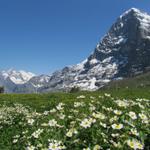 Wetterhorn und Eiger so schön