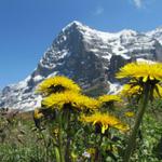 der Eiger mit Eigernordwand