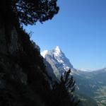 was für ein traumhafter Blick zum Eiger