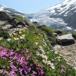 schöne Bergblumen am Wegesrand