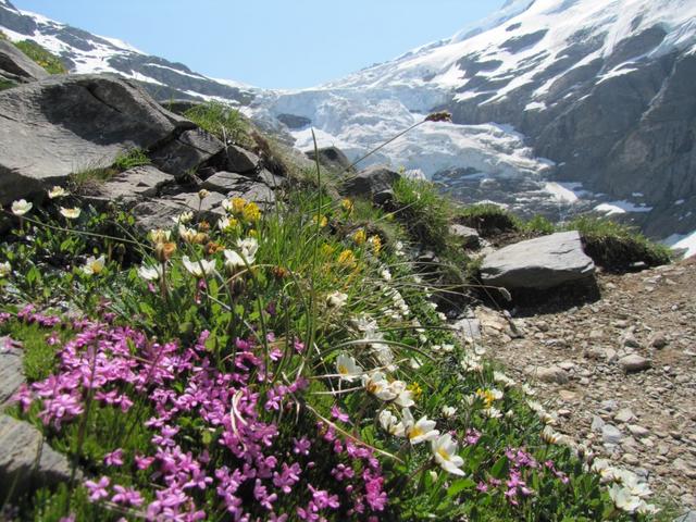 schöne Bergblumen am Wegesrand