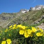 die Glecksteinhütte rückt näher