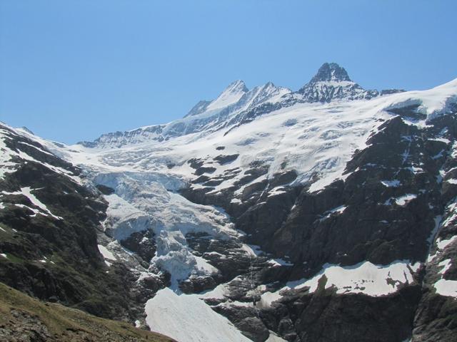 und immer wieder diese imposante Aussicht auf die Eiskatarakten des Oberen Grindelwaldgletscher und Schreckhorn