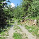 im undren Loichbiel. Auf einer breiten Alpstrasse wandern wir nun gemütlich zur Haltestelle Gleckstein