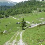 auf dem Weg zur Postautohaltestelle "Gleckstein" auf der Panoramastrasse Grindelwald-Grosse Scheidegg