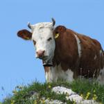 eine Simmentaler Kuh schaut argwöhnisch auf uns herab