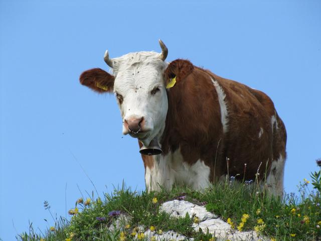 eine Simmentaler Kuh schaut argwöhnisch auf uns herab