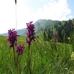 Breitblättriges Knabenkraut