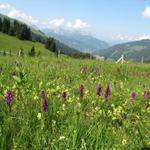 was für eine Blütenpracht während dem Bergfrühling