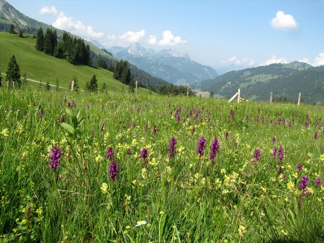 was für eine Blütenpracht während dem Bergfrühling