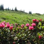 schöne Alpenrosen am Wegesrand