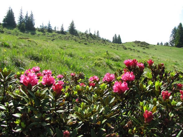 schöne Alpenrosen am Wegesrand