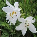 die geschützte weisse Trichterlilie eine seltene Schönheit