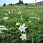 der ganze steile Hang ist übersät von dieser Blume