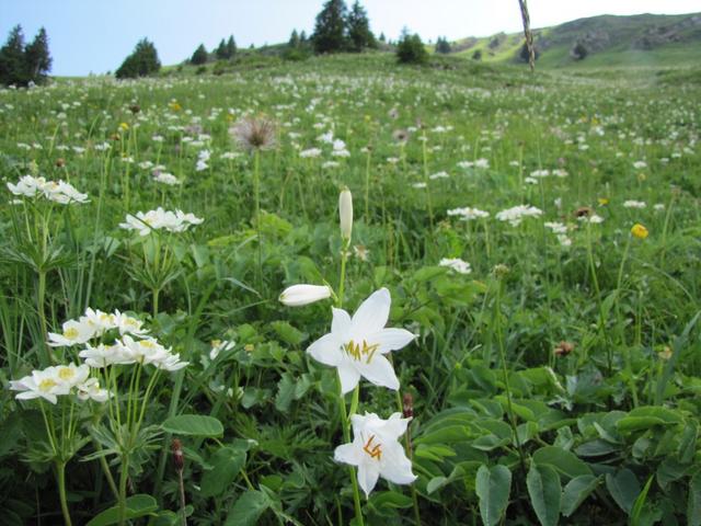 der ganze steile Hang ist übersät von dieser Blume