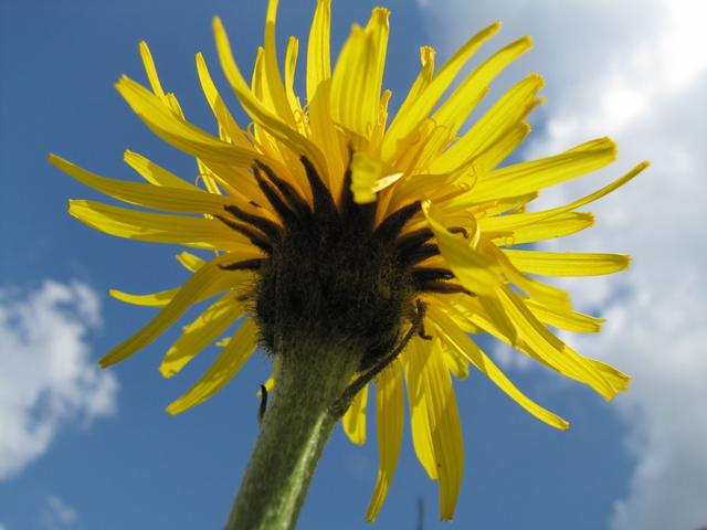 im Frühsommer ist dieses Gebiet bekannt wegen seiner üppigen Blumenpracht