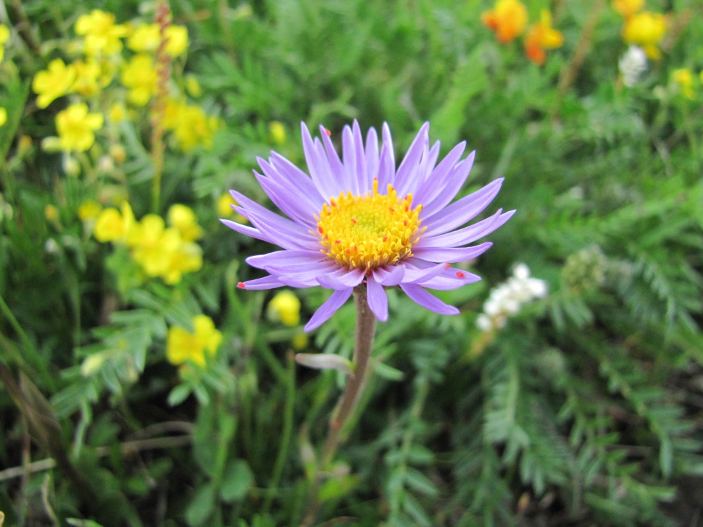 hunderte von Alpen-Aster