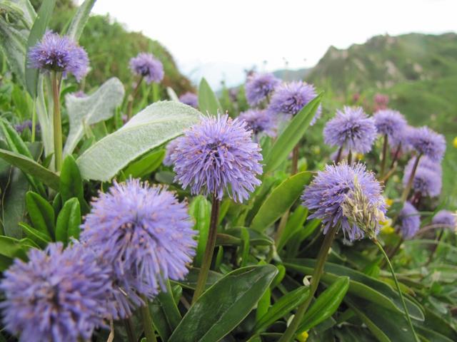 Nacktständige Kugelblume