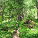 der Wanderweg führt einem durch einen schönen Wald