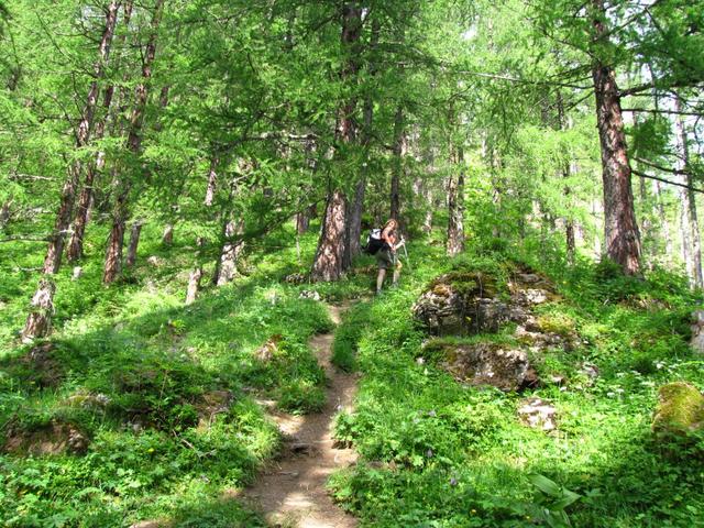 der Wanderweg führt einem durch einen schönen Wald