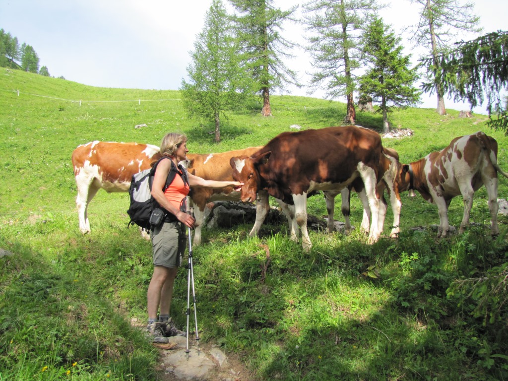 kurz vor Langer versperren uns neugierige Simmentaler Kälber den Weg