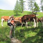 kurz vor Langer versperren uns neugierige Simmentaler Kälber den Weg