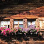 im Simmental hat praktisch jedes Bauernhaus Blumen vor dem Fenster