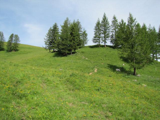 über schöne Alpweiden führt uns der Wanderweg nun nicht mehr so steil Richtung Langermatte