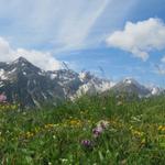 der Bergfrühling, was für eine Farbenpracht