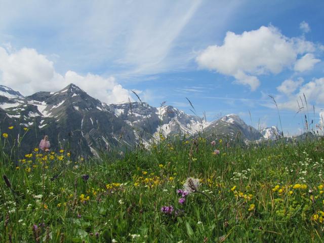 der Bergfrühling, was für eine Farbenpracht