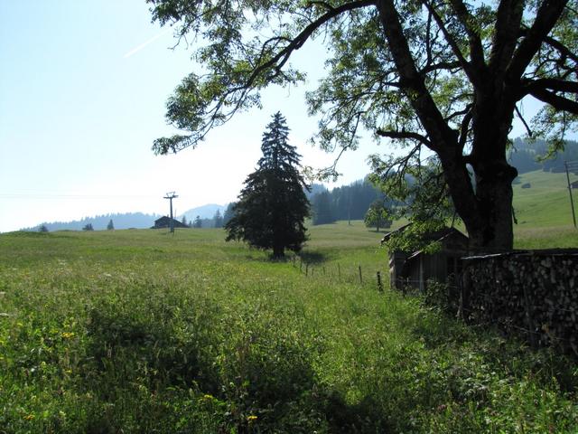 bei Punkt 1263 m.ü.M. verlassen wir die Strasse und biegen auf den Wanderweg ein, der uns auf den Wasserngrat bringen wird