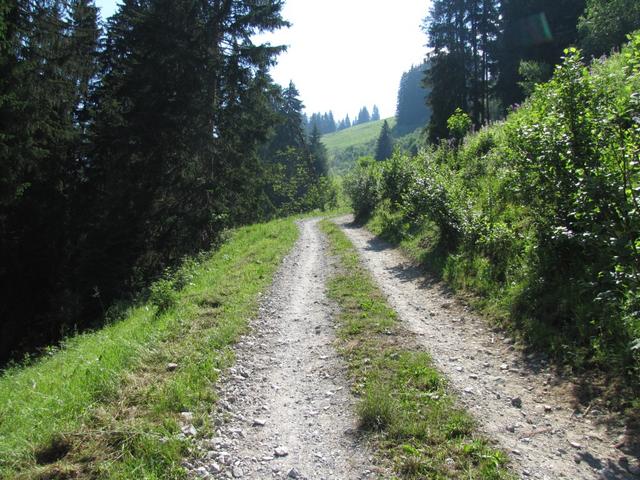 auf der Alpstrasse zwischen Schibe und Stutz