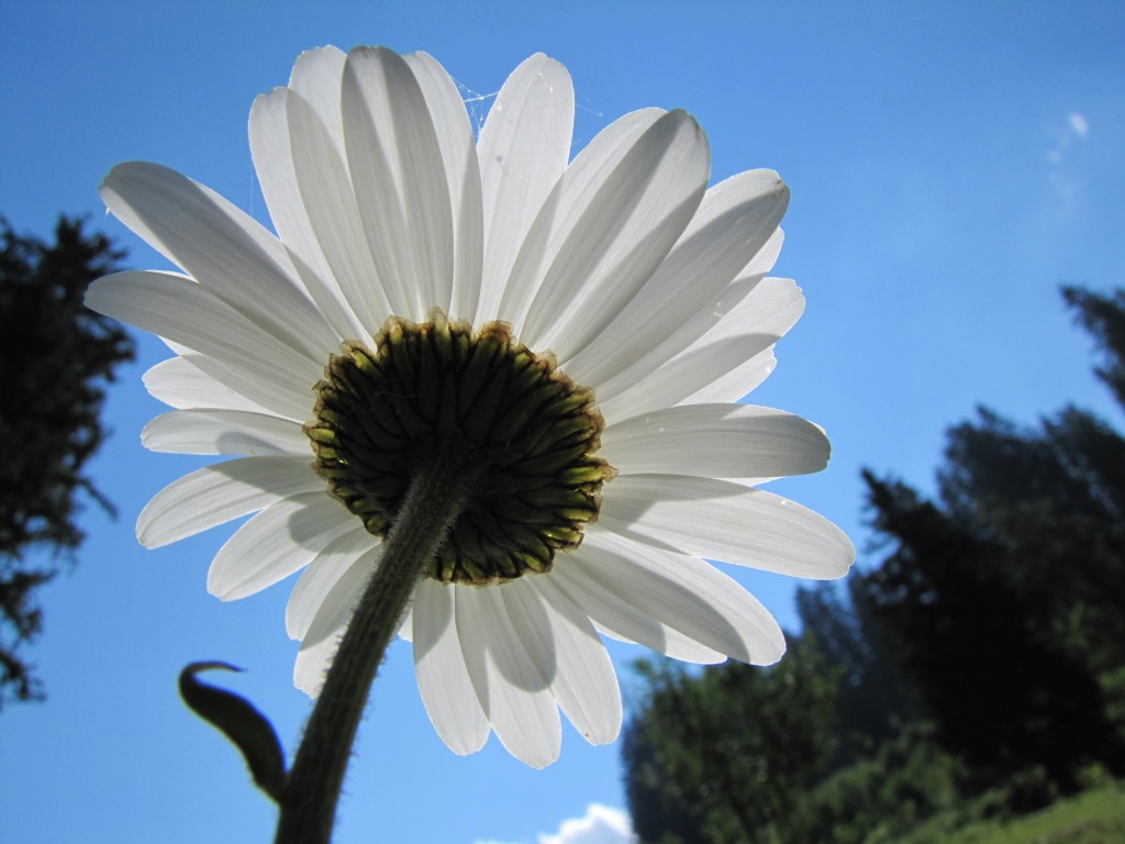 schöne Blumen am Wegesrand