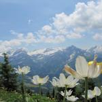 Frühlings-Küchenschelle mit Wildhorn im Hintergrund einfach schön