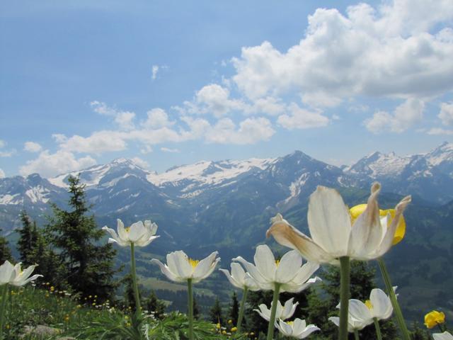 Frühlings-Küchenschelle mit Wildhorn im Hintergrund einfach schön