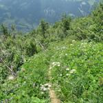 nach Punkt 1942 m.ü.M. führt der Weg durch Erlengebüsche und Legföhren