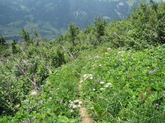 nach Punkt 1942 m.ü.M. führt der Weg durch Erlengebüsche und Legföhren